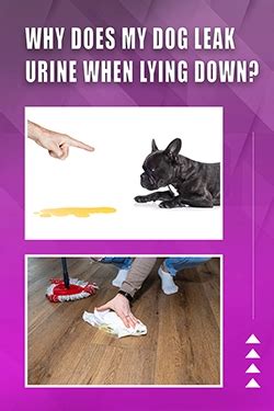 Why Does My Dog Leak Urine When Lying Down